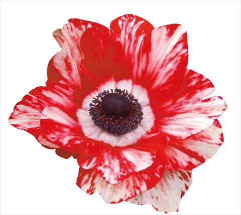 Foto fiore da  Vaso e aiola Anemone coronaria Mistral® Bianco-Rosso