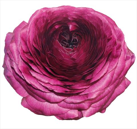 Foto fiore da  Vaso e aiola Ranunculus asiaticus Elegance® Viola 06