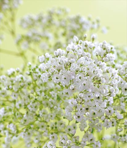 photo of flower to be used as: Bedding / border plant Gypsophila Pearls® Petite