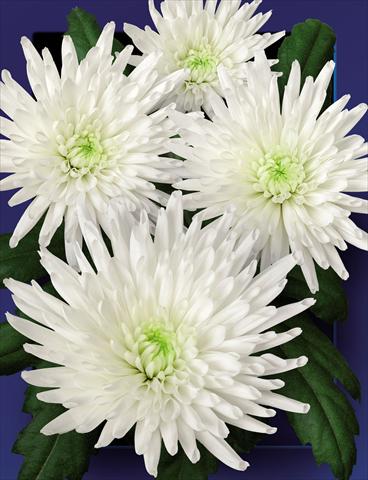 Foto fiore da  Reciso Chrysanthemum Carolle