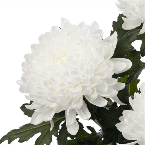 photo of flower to be used as: Pot Chrysanthemum Gagarin
