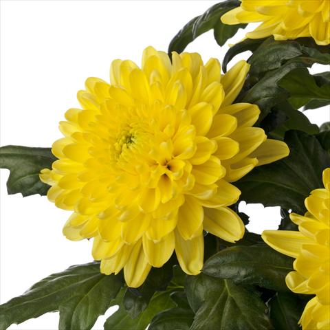 photo of flower to be used as: Cutflower Chrysanthemum Rossano Yellow
