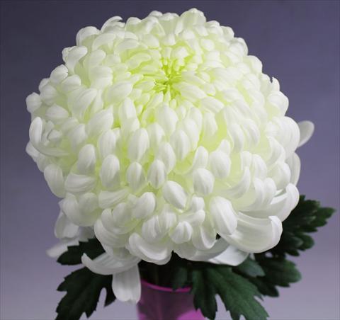 Foto fiore da  Vaso Chrysanthemum Vienna White