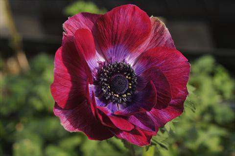 photo of flower to be used as: Cutflower Anemone coronaria L. Mistral Bordeaux