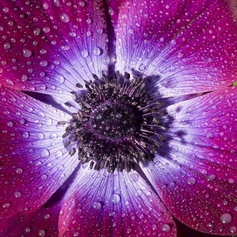 Foto fiore da  Reciso Anemone coronaria L. Mistral Magenta