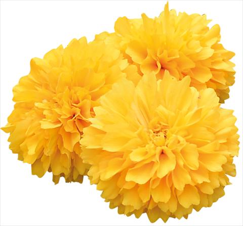 photo of flower to be used as: Pot and bedding Coreopsis grandiflora Solanna Golden Sphere