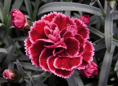 Foto fiore da  Vaso Dianthus caryophyllus Diantica® Burgundy