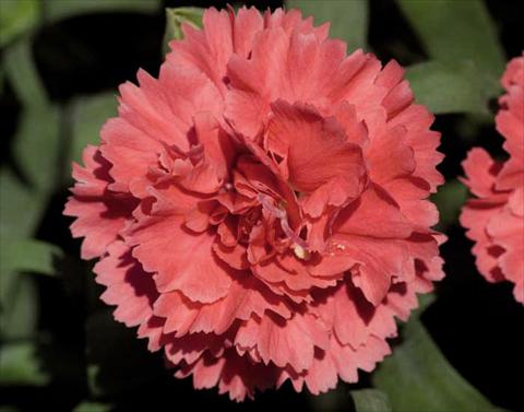 Foto fiore da  Vaso Dianthus caryophyllus Super Trouper® Diogenes