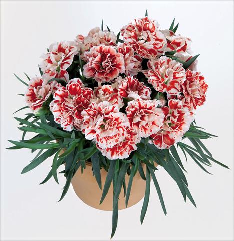 Foto fiore da  Vaso Dianthus caryophyllus Super Trouper® Sammy