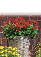 I migliori fiori da balcone e fiori da giardino: Pelargonium interspec. Marcada Dark Red