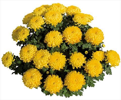 Foto fiore da  Vaso Chrysanthemum Stabilo Jaune