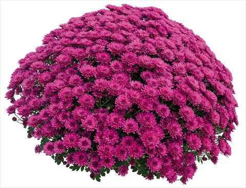 Foto fiore da  Vaso Chrysanthemum Atol Violet