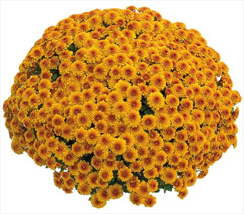 photo of flower to be used as: Pot Chrysanthemum Capri Orange