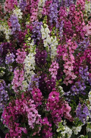 Foto fiore da  Vaso e aiola Angelonia angustifolia Serenita Mix Improved