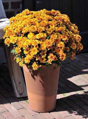 Foto fiore da  Vaso Chrysanthemum Cameleon