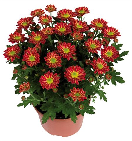 photo of flower to be used as: Pot Chrysanthemum Swifty Orange Bicolour