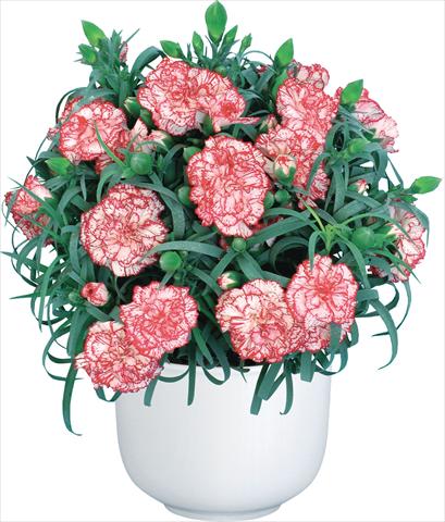 photo of flower to be used as: Cutflower Dianthus caryophyllus Mediterraneo Hyeres