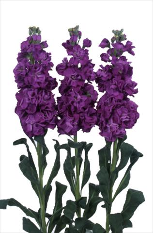 Foto fiore da  Vaso e aiola Matthiola incana Iron Purple