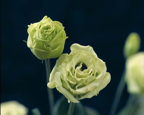 photo of flower to be used as: Pot Lisianthus (Eustoma grandiflorum) Croma I Green
