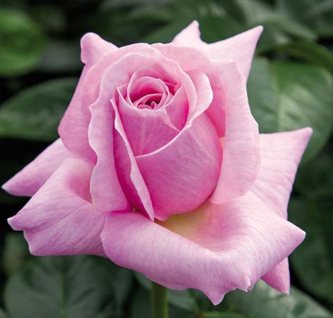 Foto fiore da  Vaso e aiola Rosa floribunda Pink Eureka