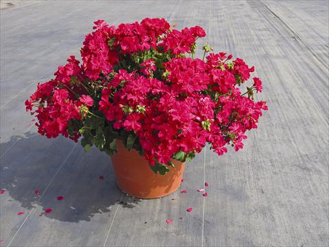 photo of flower to be used as: Pot Pelargonium interspec. Calliope Hot Rose 01