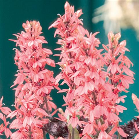 photo of flower to be used as: Bedding / border plant Lobelia speciosa Fan® Salmon
