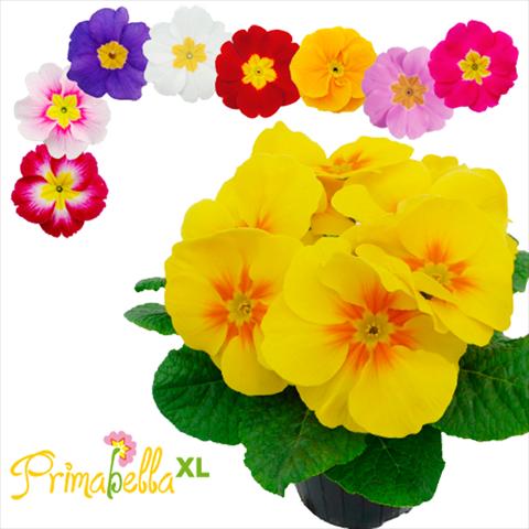 photo of flower to be used as: Pot and bedding Primula acaulis, veris, vulgaris Primabella XL