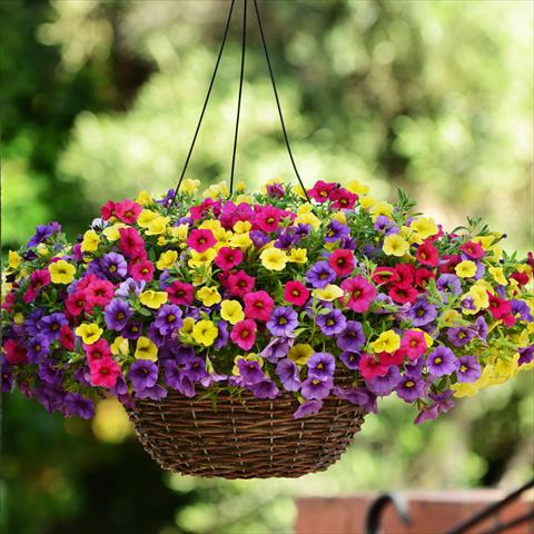 photo of flower to be used as: Bedding pot or basket 3 Combo Fuseables® Calibrachoa Paradise Island