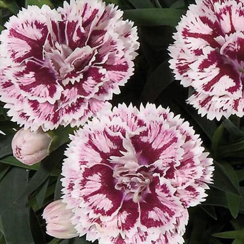 Foto fiore da  Vaso Dianthus caryophyllus Super Trouper® Sissy