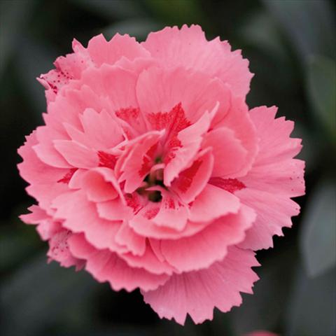 photo of flower to be used as: Pot Dianthus caryophyllus Oscar® Pink