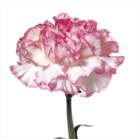 photo of flower to be used as: Cutflower Dianthus caryophyllus Garofani standard Tico Tico Rosa