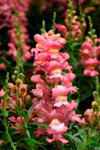 Foto fiore da  Vaso e aiola Antirrhinum majus Snaptastic Pink