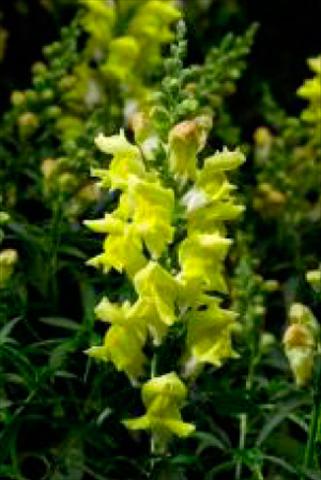 Foto fiore da  Vaso e aiola Antirrhinum majus Snaptastic Yellow