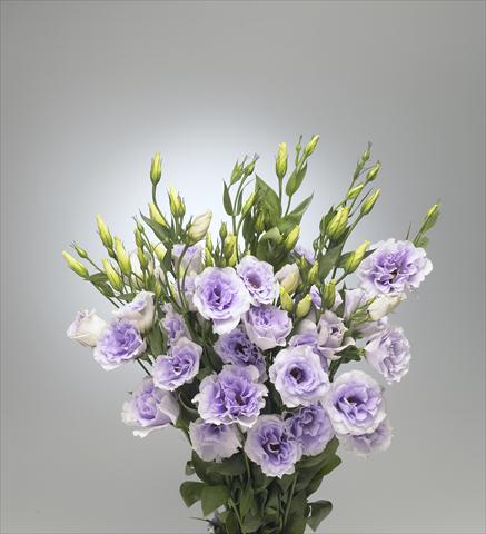 Foto fiore da  Reciso Lisianthus (Eustoma grandiflorum) Super Magic Lavender