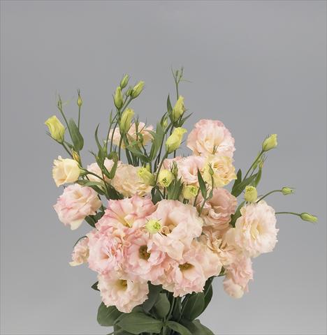 photo of flower to be used as: Cutflower Lisianthus F.1 Super Magic Peach