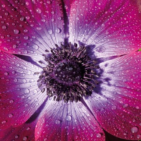 Foto fiore da  Reciso Anemone coronaria L. Mistral® Magenta