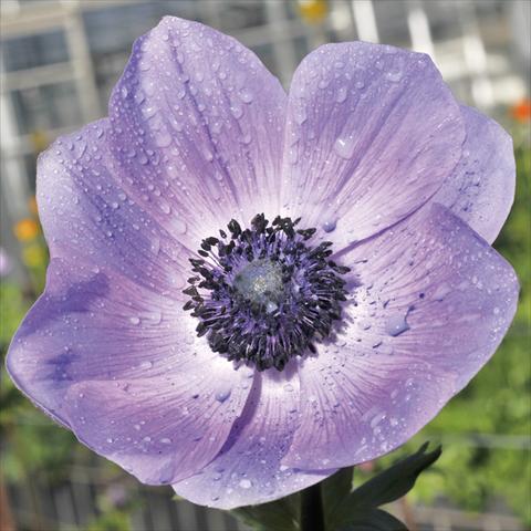Foto fiore da  Reciso Anemone coronaria L. Mistral® Plus Nadja