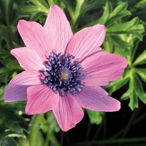 Foto fiore da  Reciso Anemone coronaria L. Linea Concerto® Fuchsia
