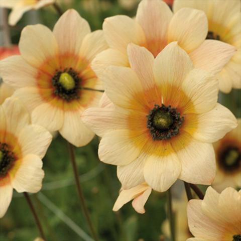 photo of flower to be used as: Cutflower Anemone coronaria L. Linea Concerto® Giallo Crema
