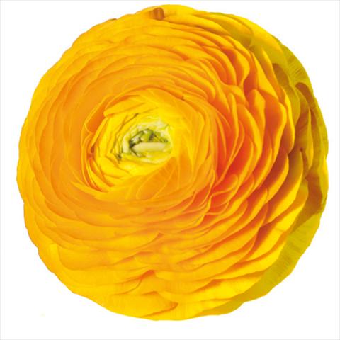 Foto fiore da  Reciso Ranunculus asiaticus Elegance® Giallo-2-10