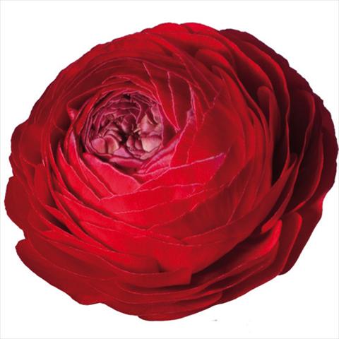 photo of flower to be used as: Cutflower Ranunculus asiaticus Elegance® Rosso 154-10