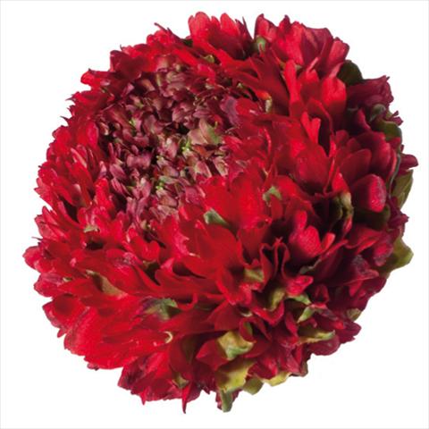 Foto fiore da  Reciso Ranunculus asiaticus Pon-Pon® Draco