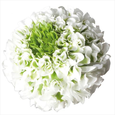 Foto fiore da  Reciso Ranunculus asiaticus Pon-Pon® Igloo