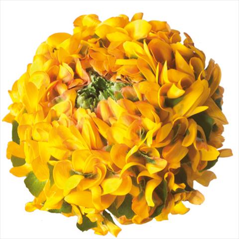 Foto fiore da  Reciso Ranunculus asiaticus Pon-Pon® Merlino