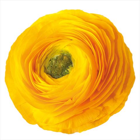 photo of flower to be used as: Cutflower Ranunculus asiaticus Success® Edison