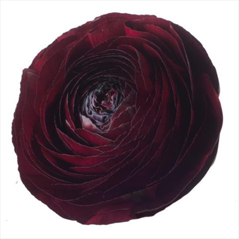 photo of flower to be used as: Cutflower Ranunculus asiaticus Success® Nerone