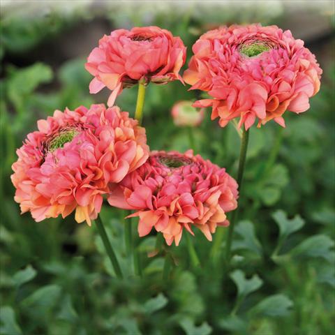 Foto fiore da  Reciso Ranunculus asiaticus Pon-Pon® Minerva