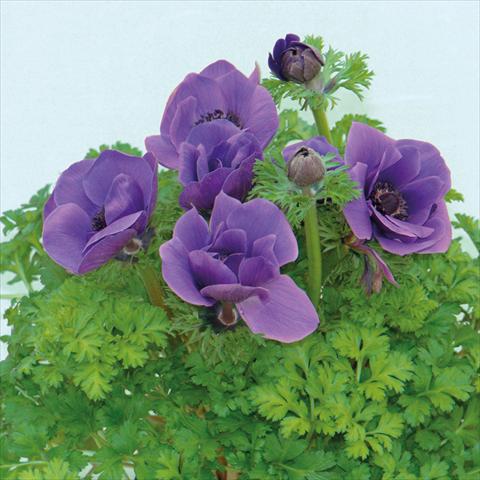 Foto fiore da  Reciso Anemone coronaria L. Pandora® Blu
