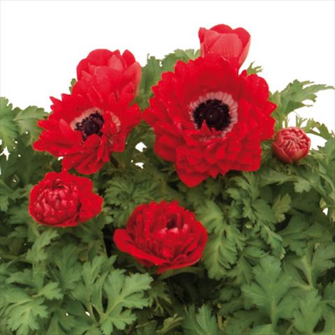 Foto fiore da  Reciso Anemone coronaria L. Pandora® Doppio-Rosso