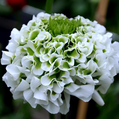 Foto fiore da  Reciso Ranunculus asiaticus Pon-Pon® Silente